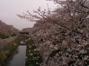 山崎川の桜