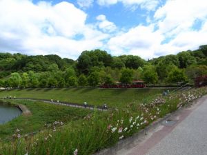 花フェスタ記念公園内