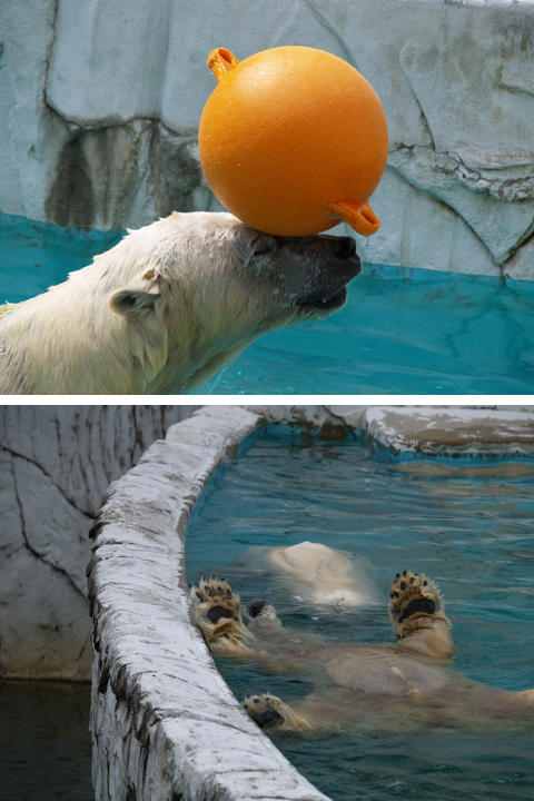シロクマくん